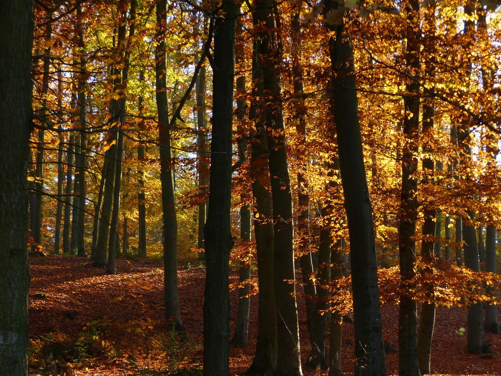 Goldener Herbst