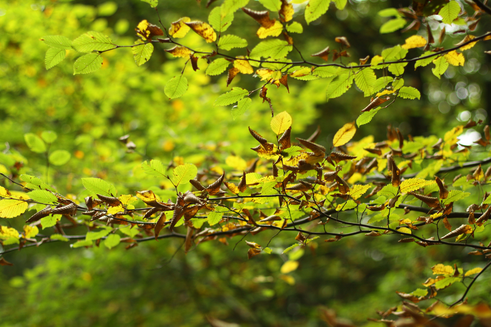 Goldener Herbst