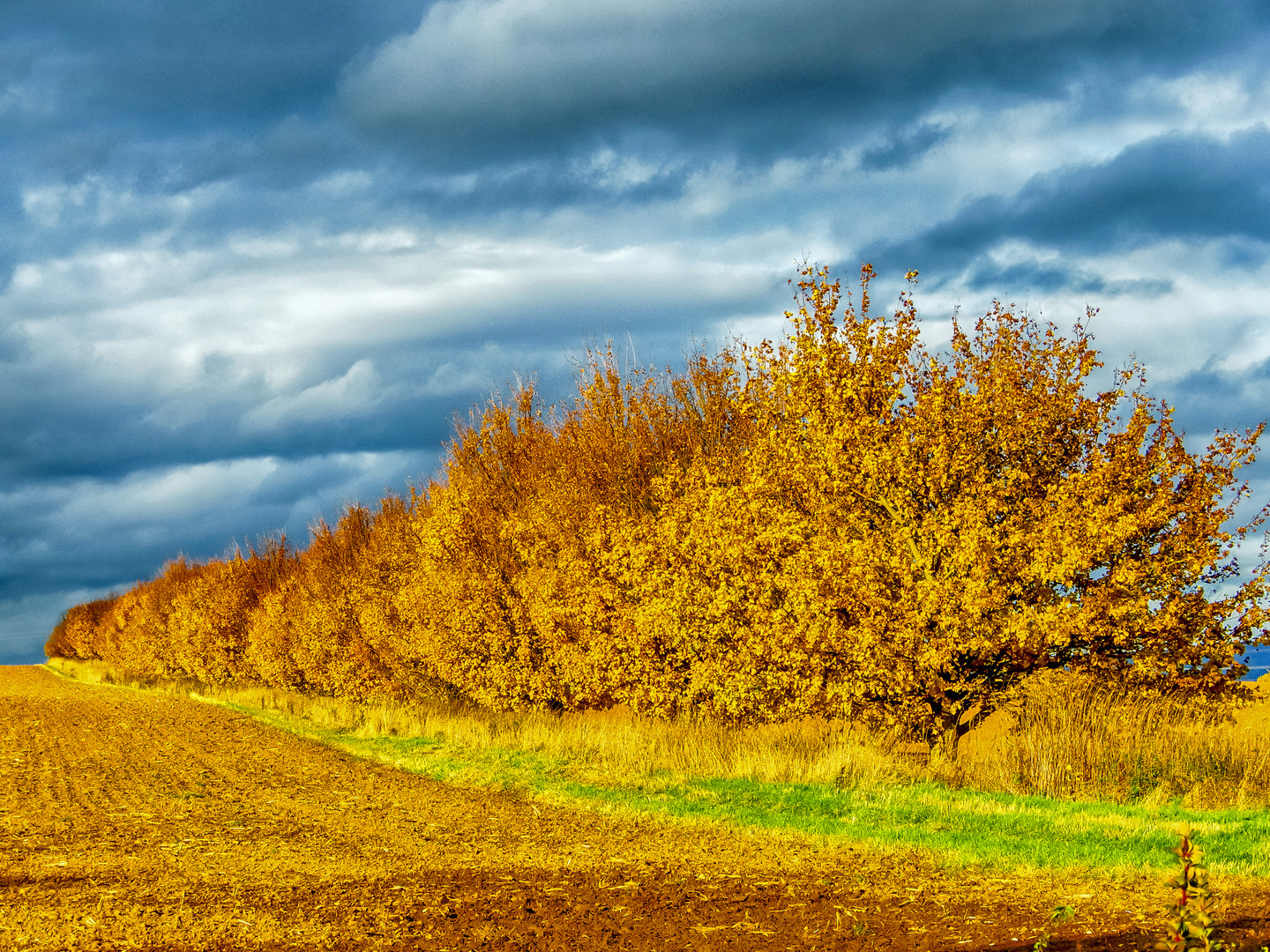 Goldener Herbst