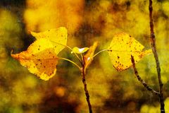 Goldener Herbst ...