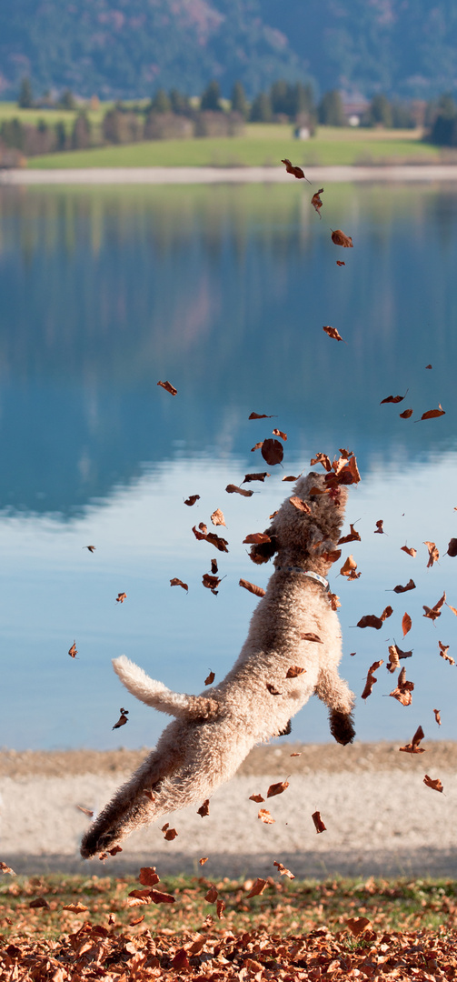 Goldener Herbst