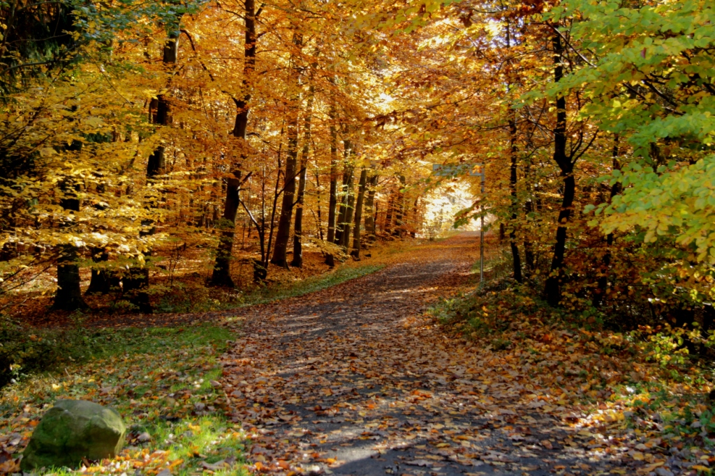 Goldener Herbst