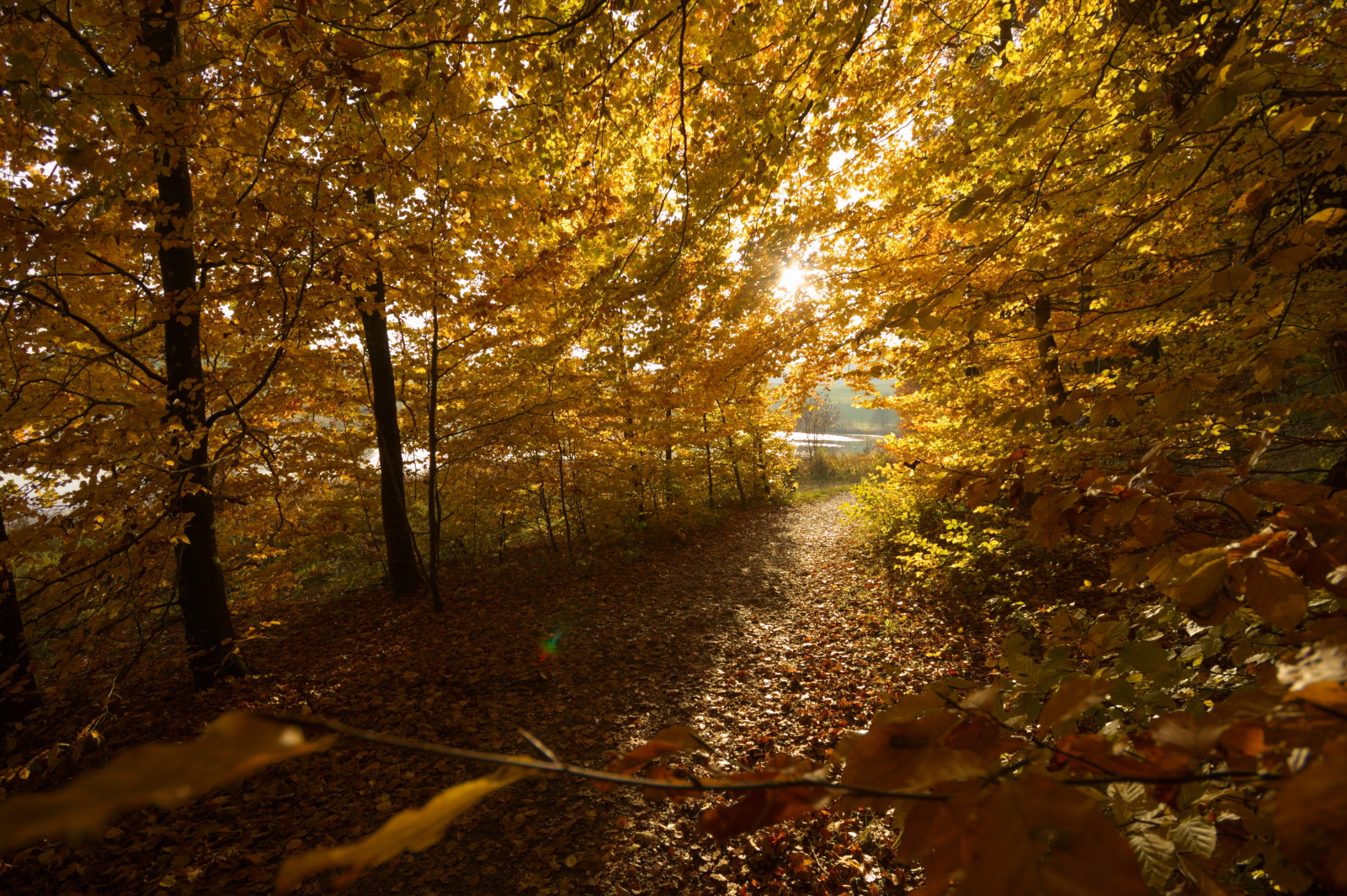 Goldener Herbst