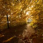 Goldener Herbst