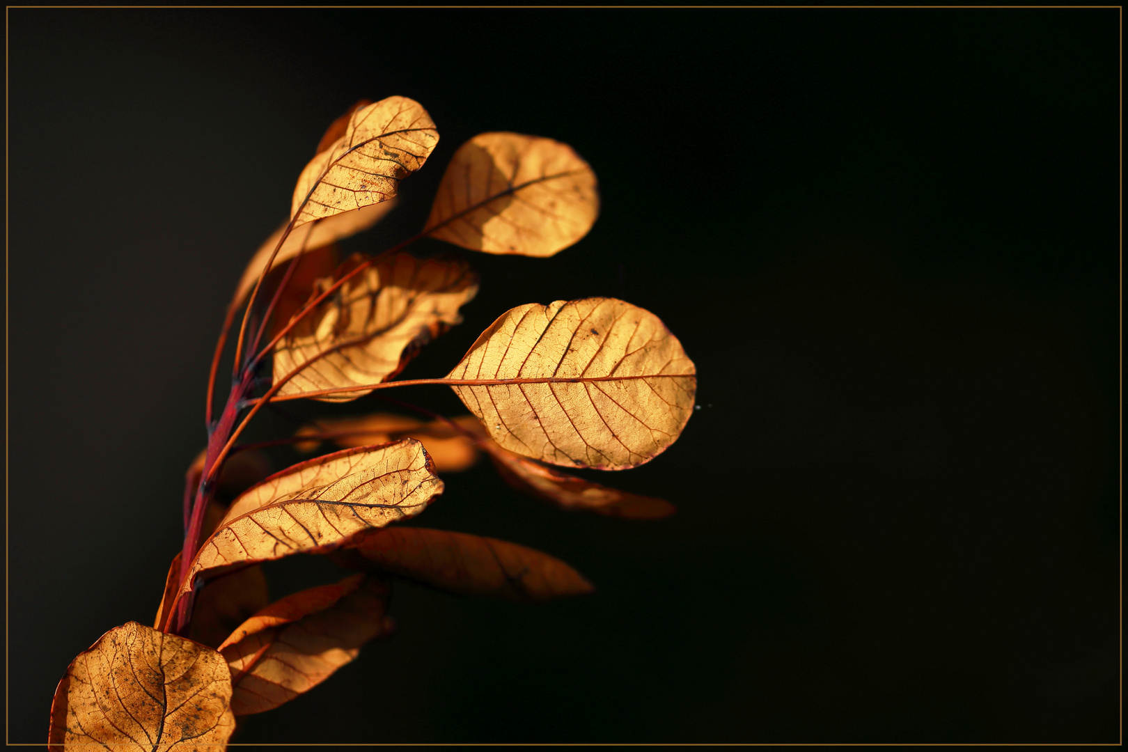 Goldener Herbst...