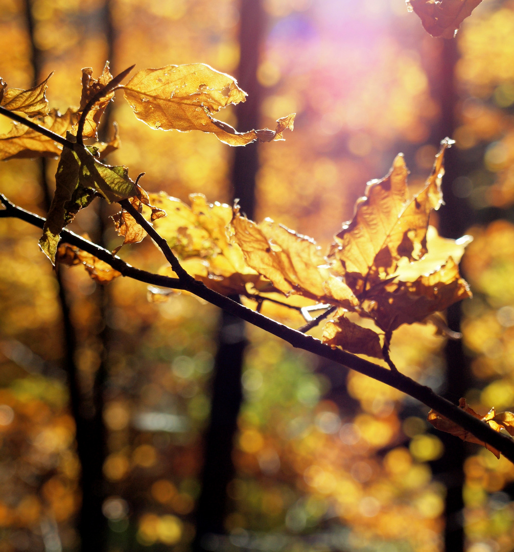 goldener Herbst