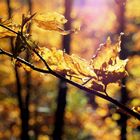 goldener Herbst