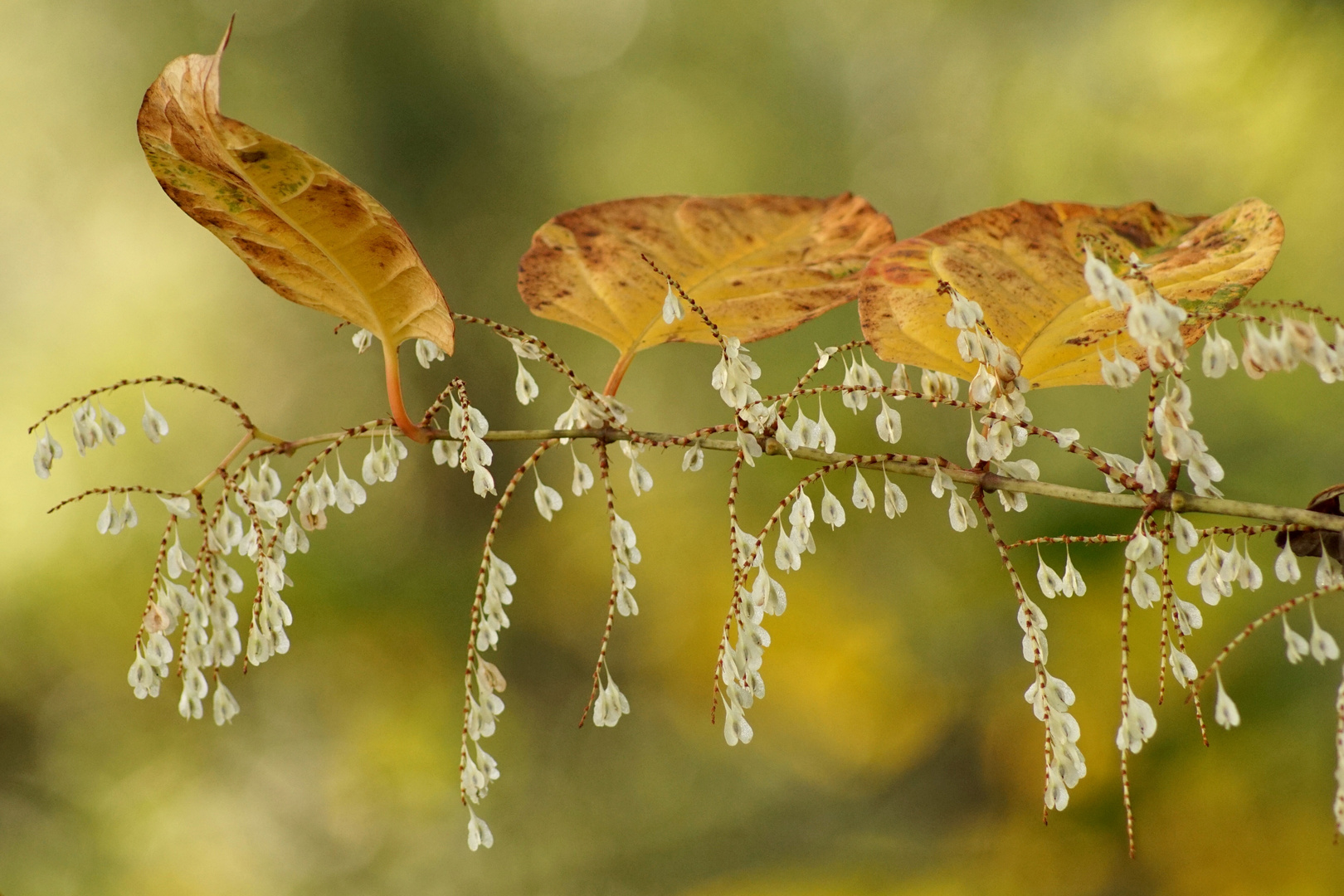 Goldener Herbst