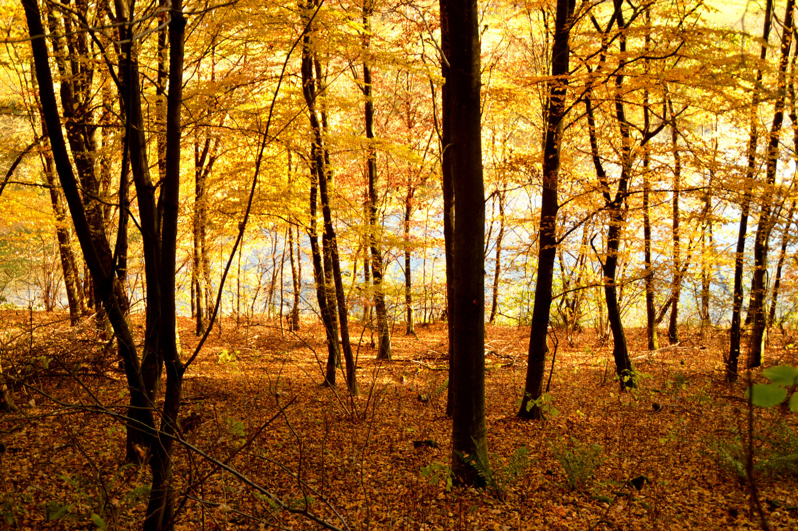 Goldener Herbst 3