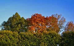 Goldener Herbst 3