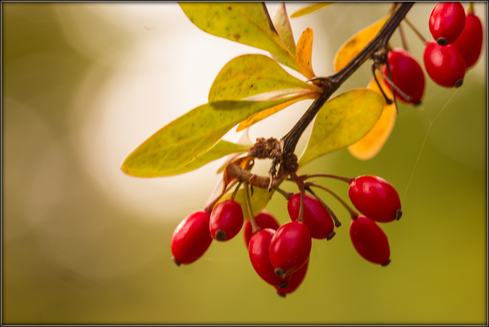 Goldener Herbst 3