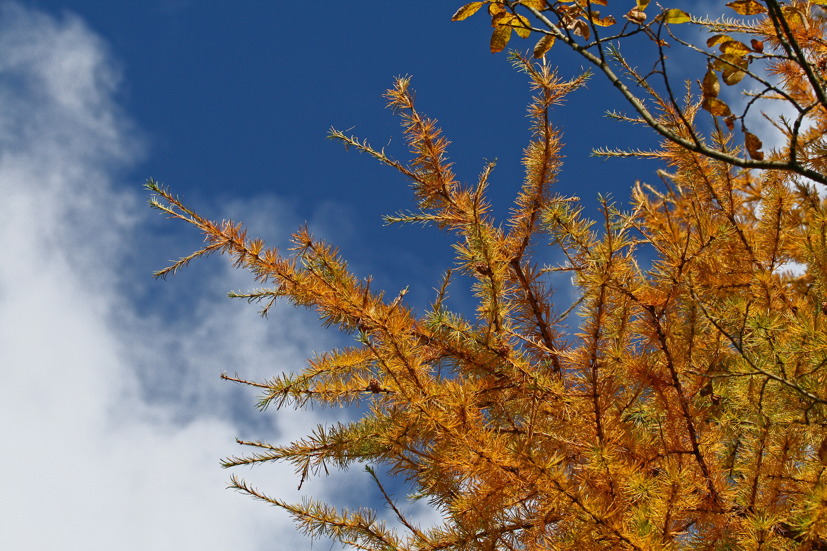 Goldener Herbst