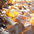 Goldener Herbst