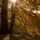 Goldener Herbst