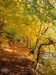 Goldener Herbst