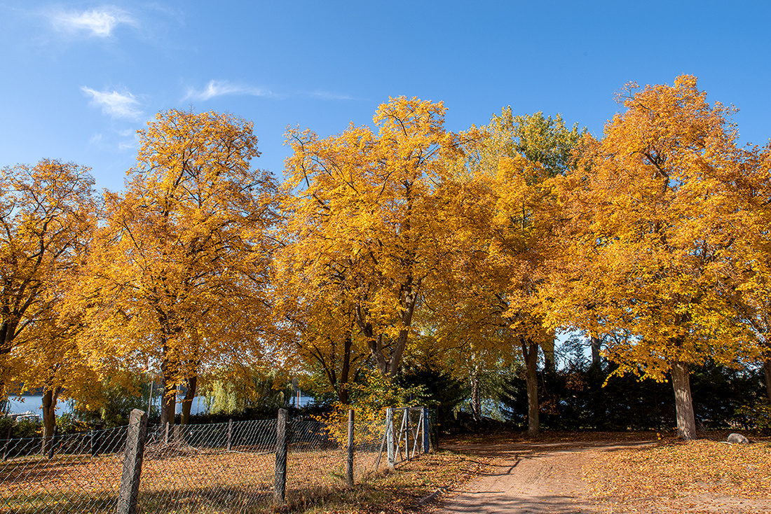 Goldener Herbst