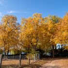 Goldener Herbst