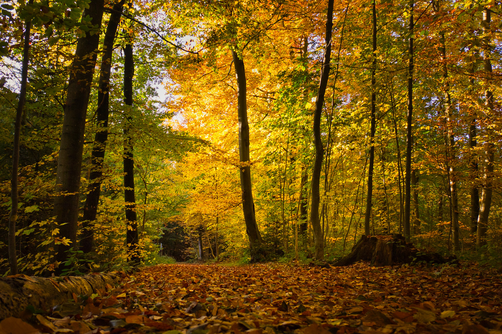 Goldener Herbst