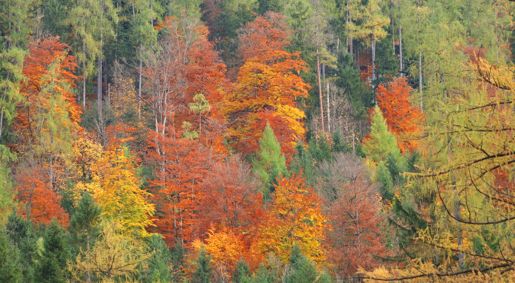 Goldener Herbst