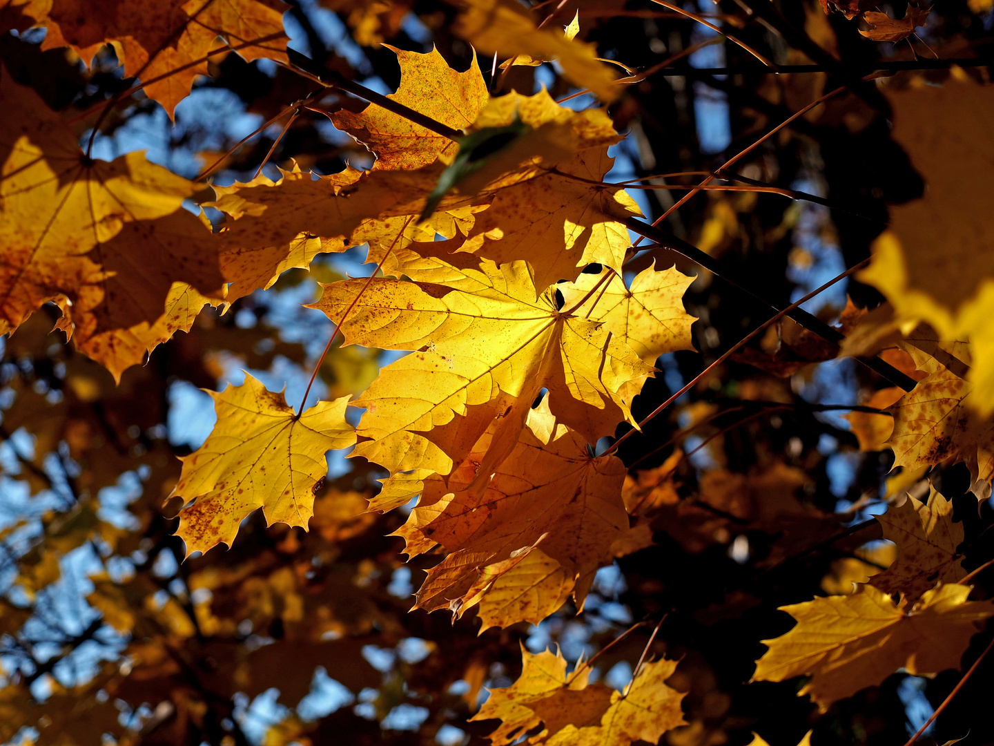 Goldener Herbst