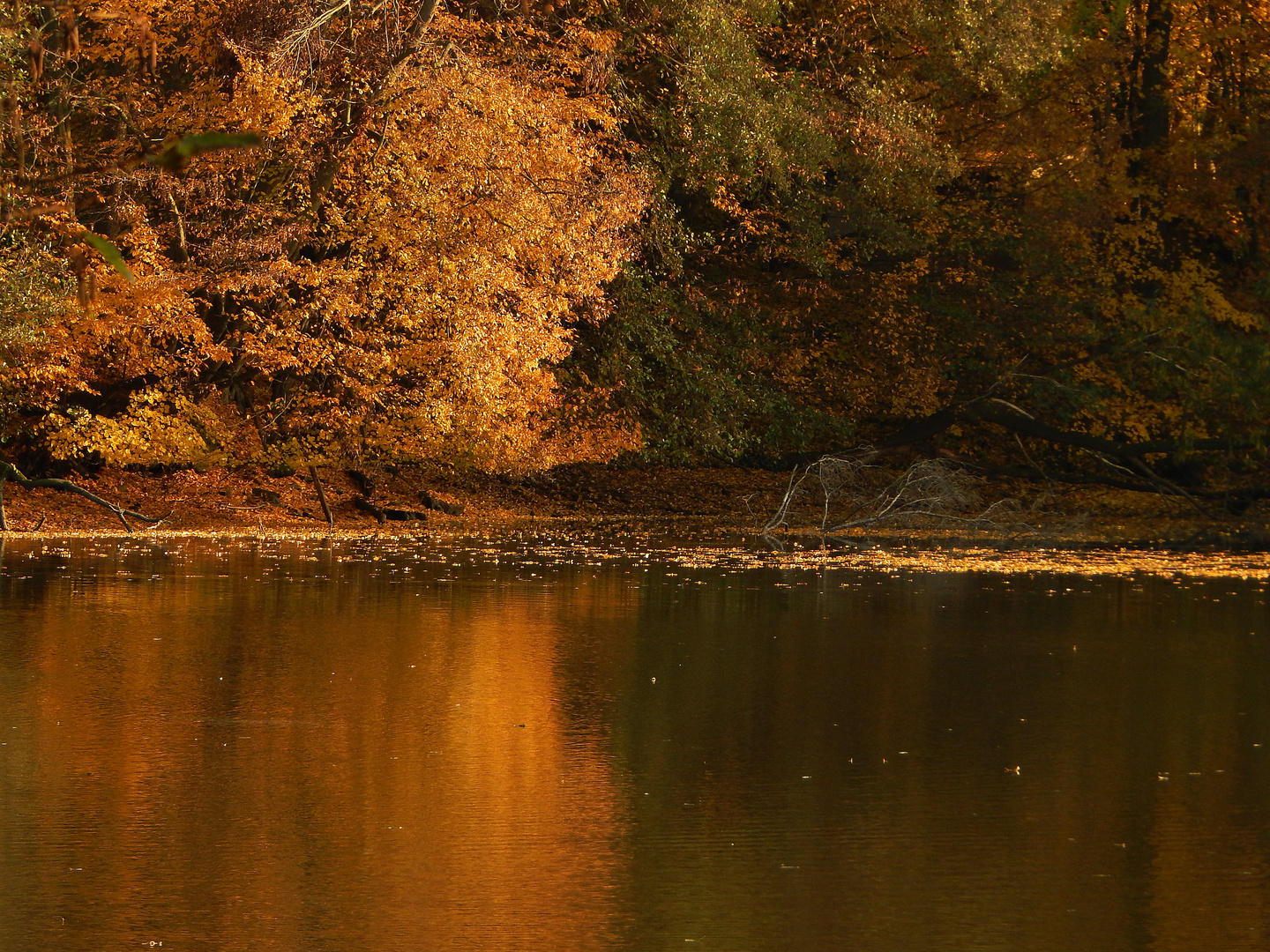 Goldener Herbst