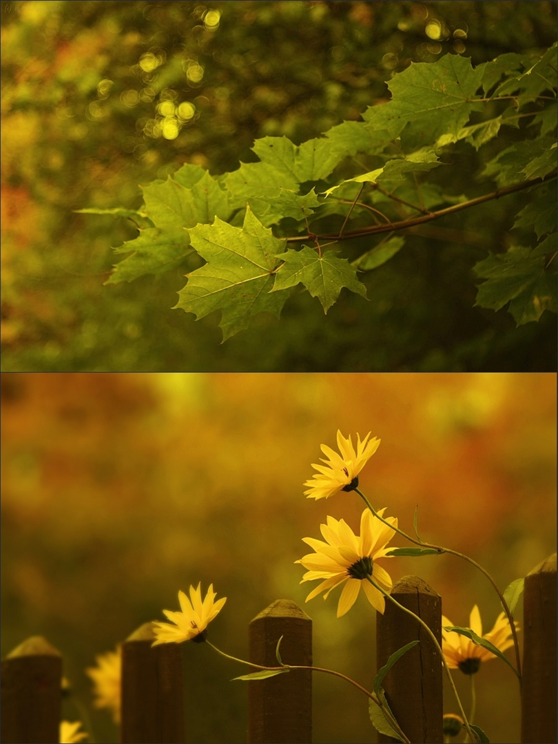 Goldener Herbst