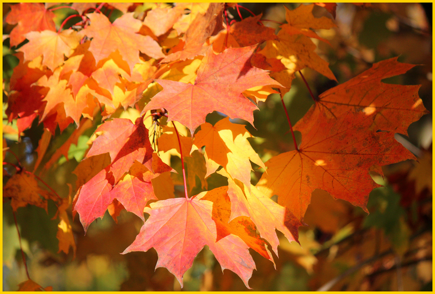 Goldener Herbst