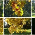 Goldener Herbst