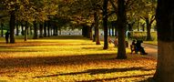 Goldener Herbst von Fuchs-Art 