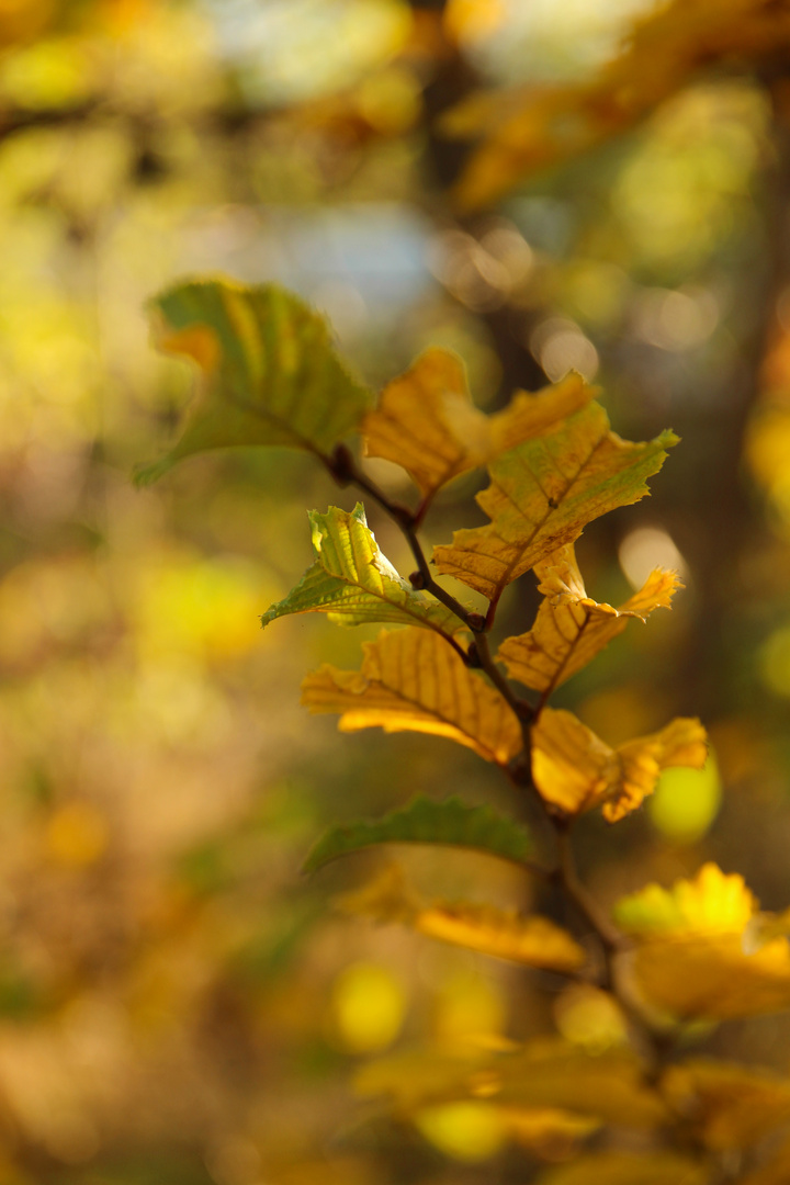 Goldener Herbst