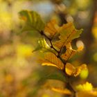 Goldener Herbst