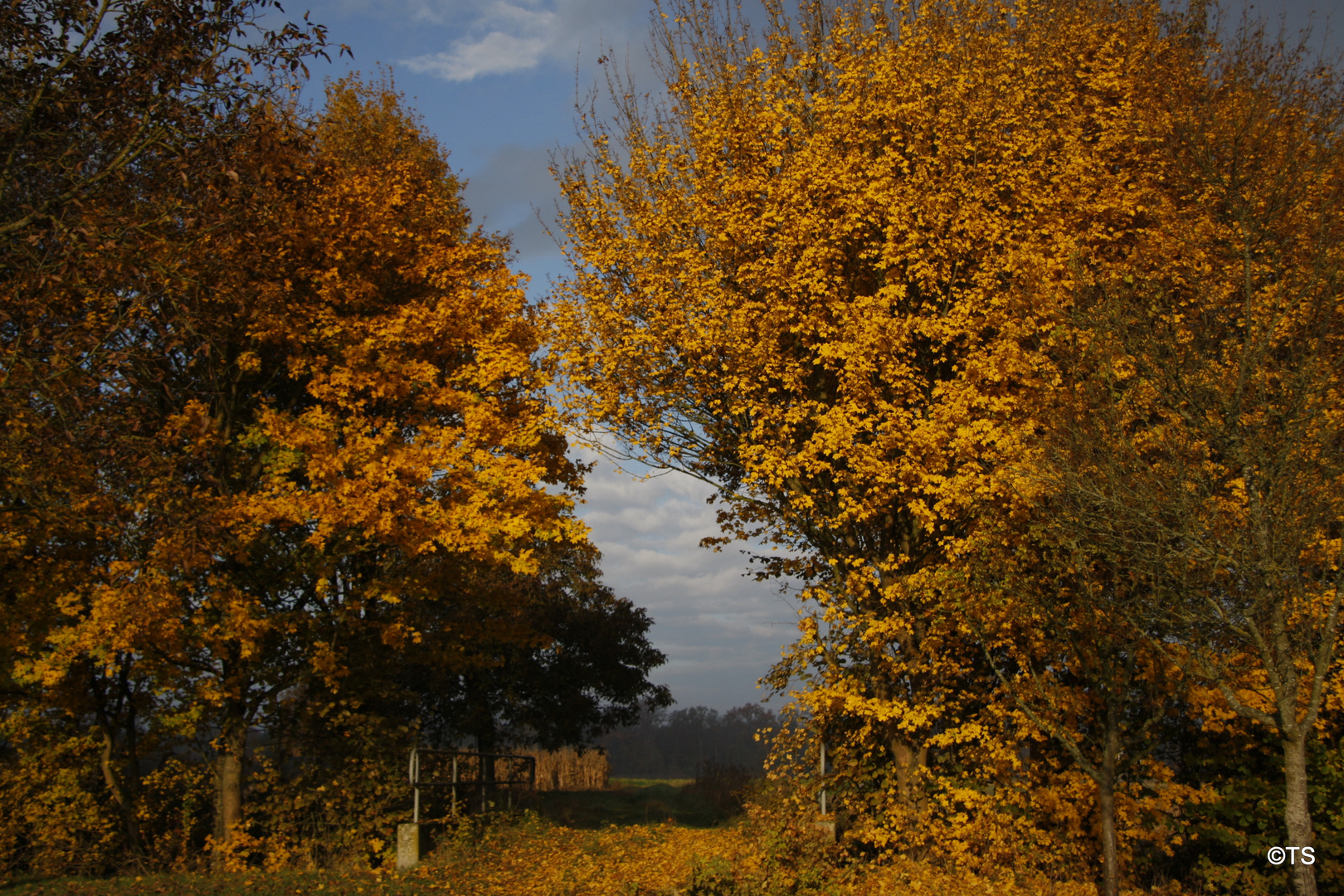 Goldener Herbst