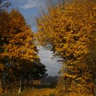 Goldener Herbst