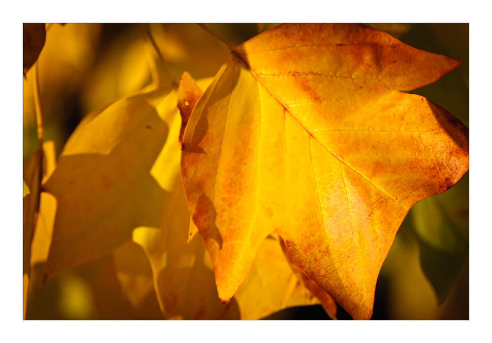 Goldener Herbst