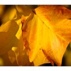 Goldener Herbst