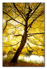 Goldener Herbst