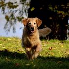 Goldener Herbst