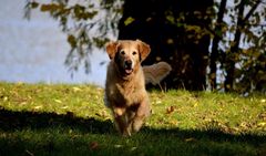 Goldener Herbst