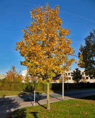 Goldener Herbst 4