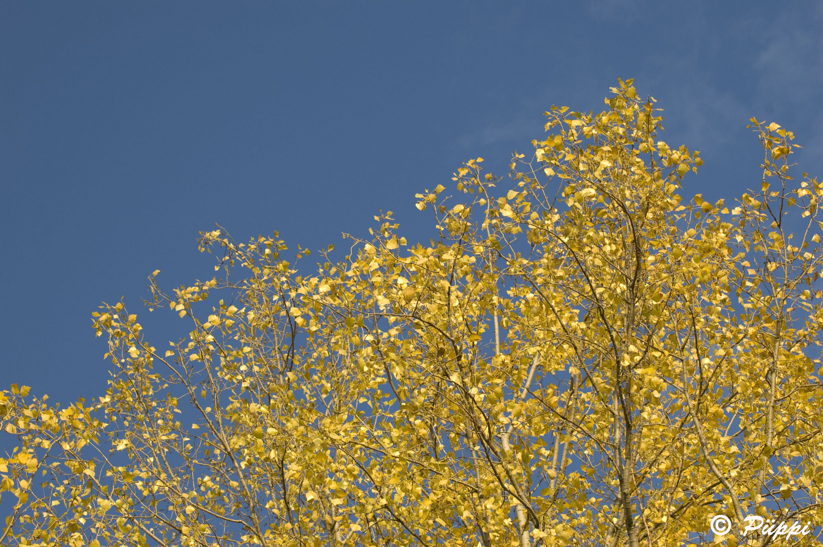 Goldener Herbst