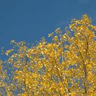 Goldener Herbst