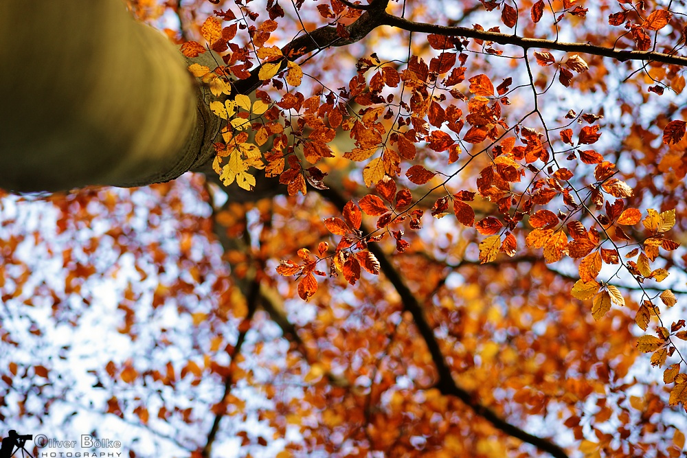 goldener Herbst