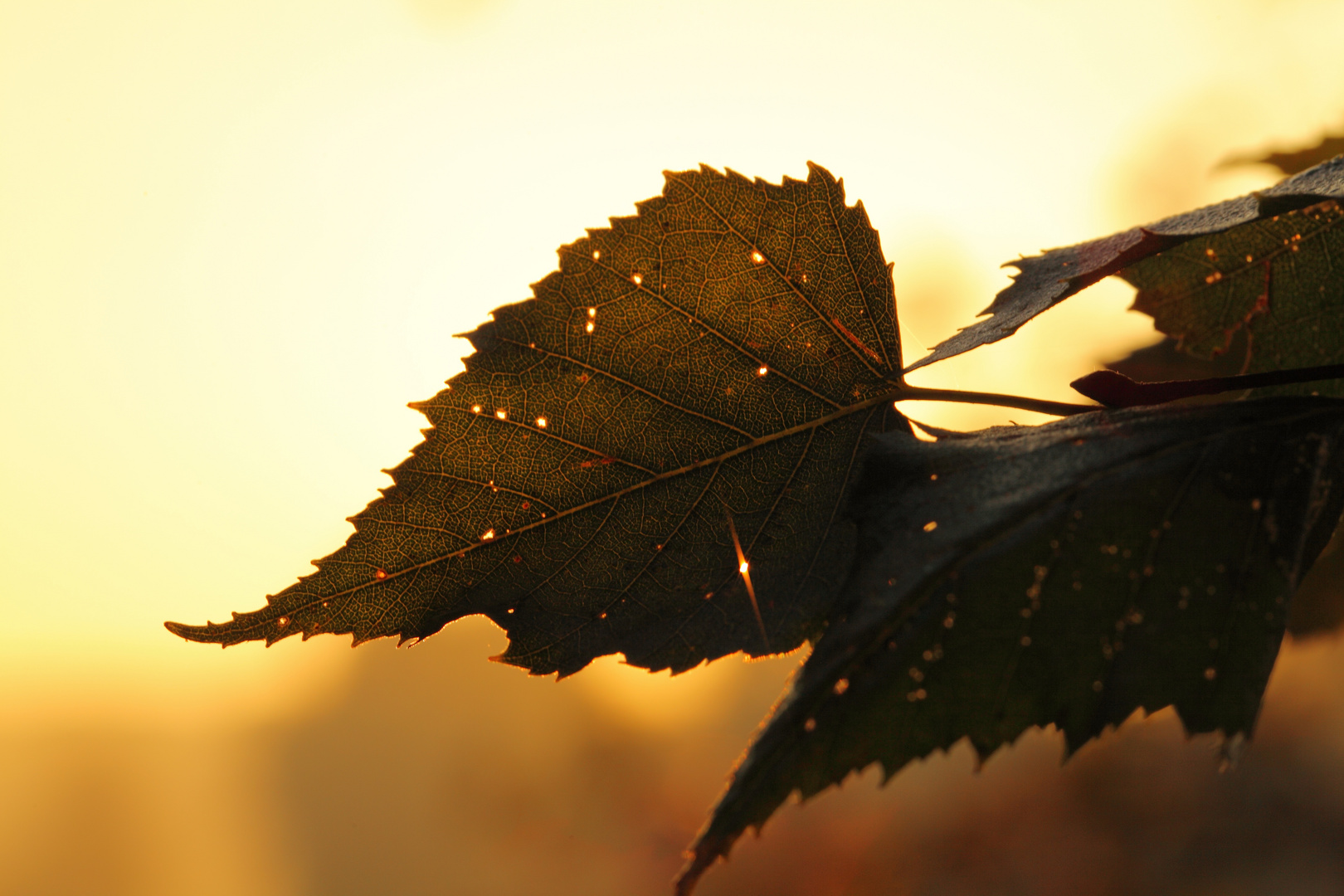 goldener Herbst