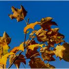 Goldener Herbst