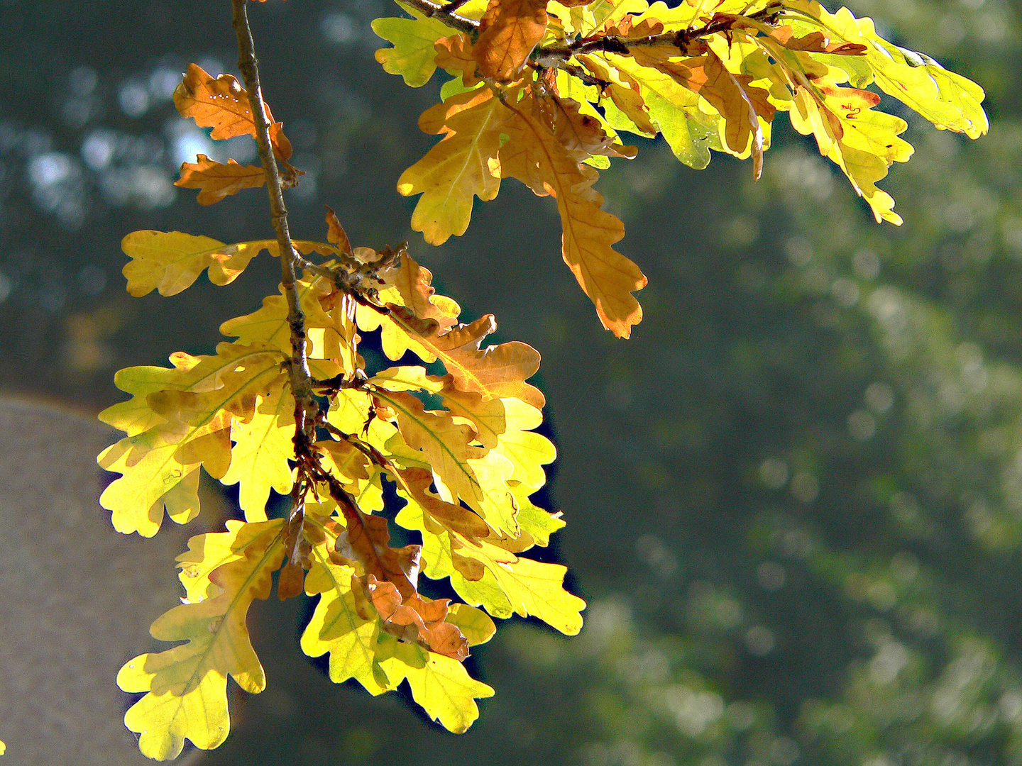 Goldener Herbst