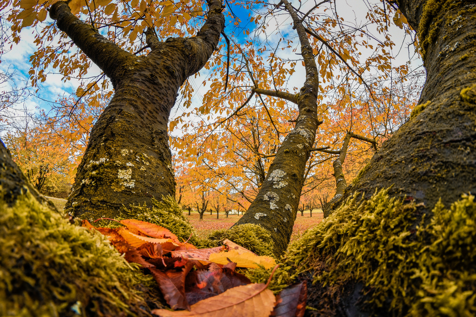 Goldener Herbst