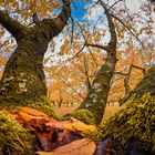 Goldener Herbst