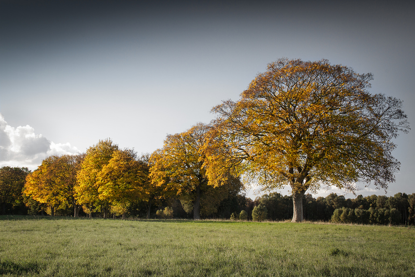 Goldener Herbst