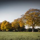 Goldener Herbst