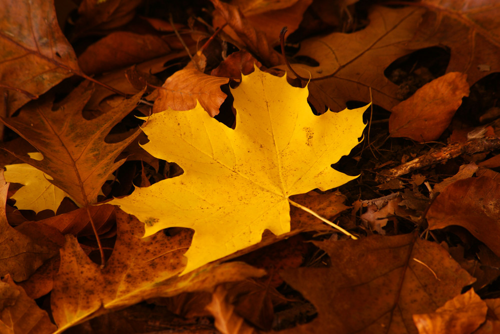 goldener Herbst